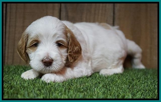 Ellie Tucker pups 4 wks old 15100