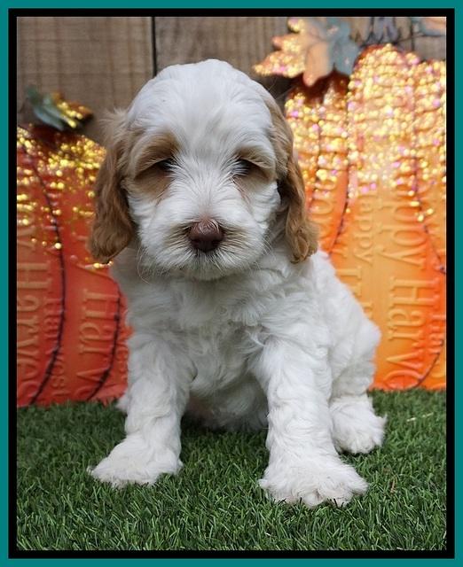 Elllie Tucker pups 6 wks old 141