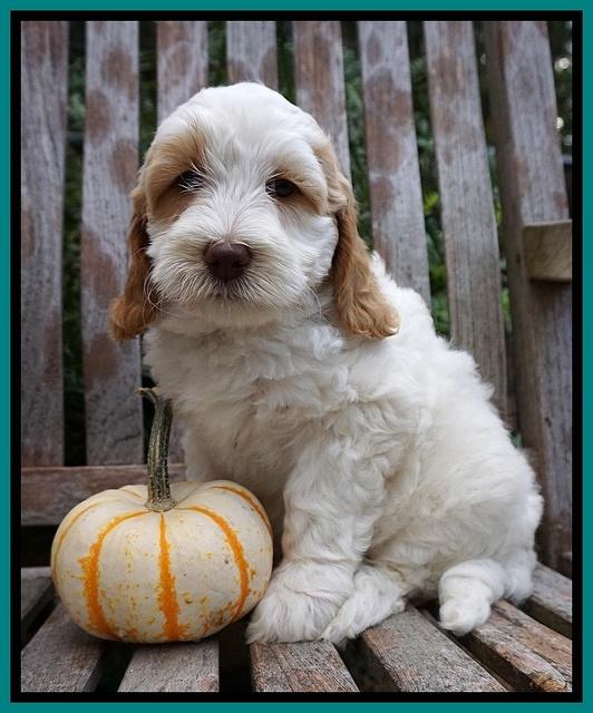 Elllie Tucker pups 7 wks old 121