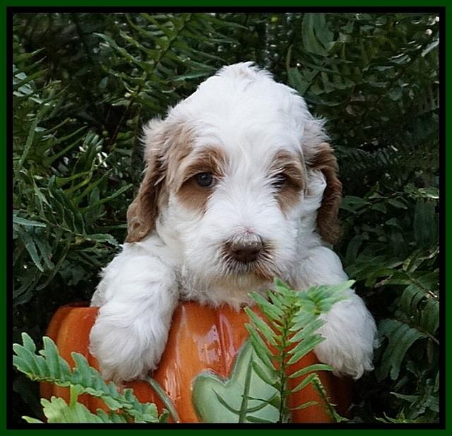 Ellie Mae Tucker pups 5 wks old 111