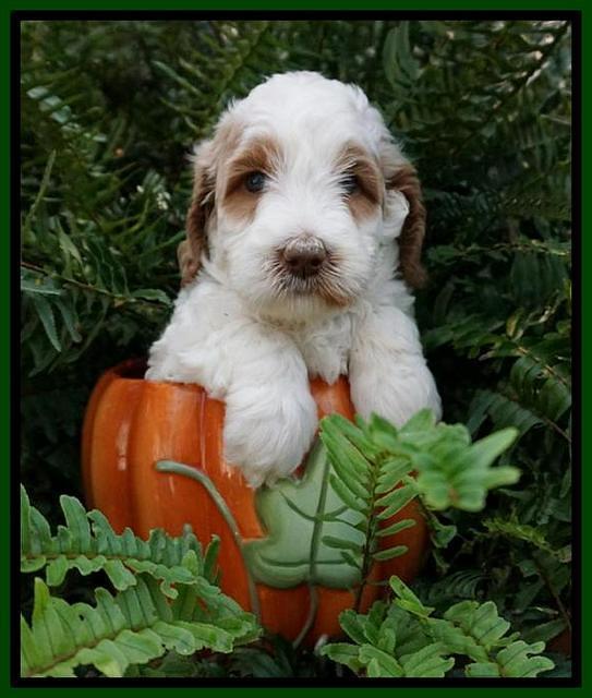 Ellie Mae Tucker pups 5 wks old 121