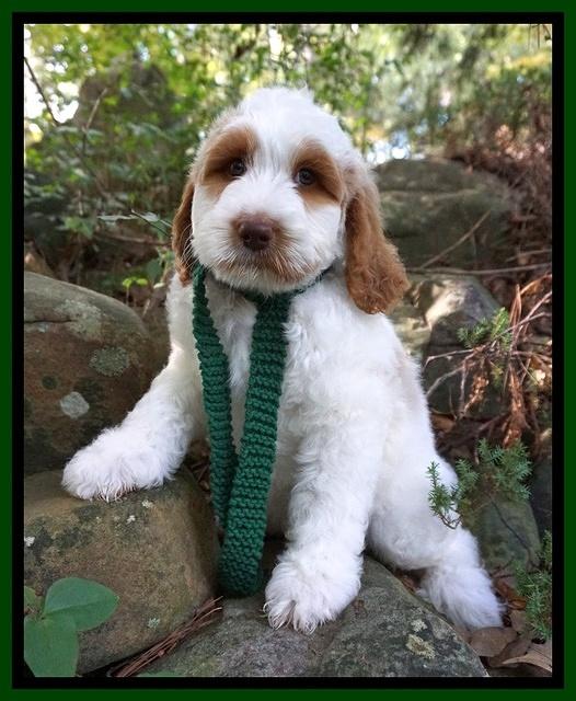 Ellie Mae Tucker pups 8 wks old 231