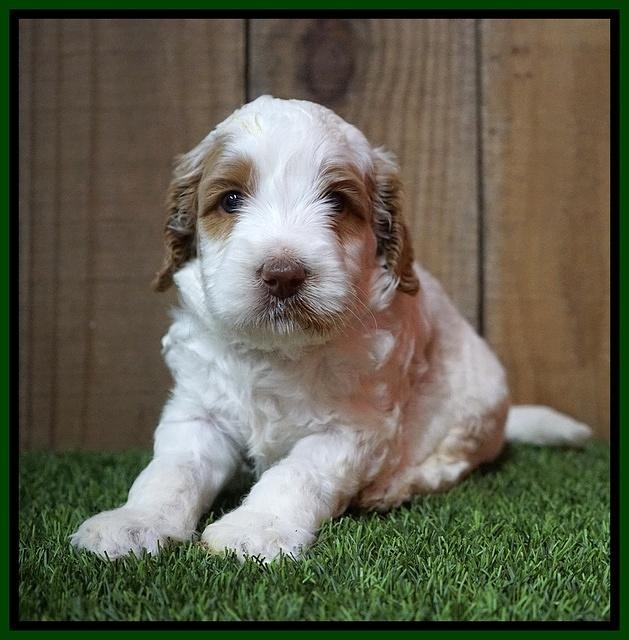 Ellie Tucker pups 4 wks old 19100