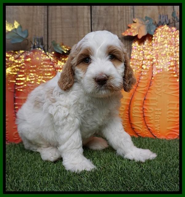 Elllie Tucker pups 6 wks old 161