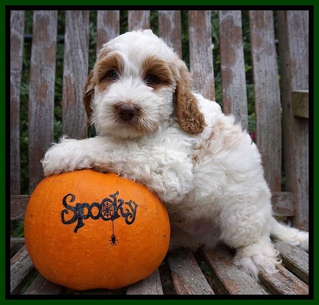 Elllie Tucker pups 7 wks old 131