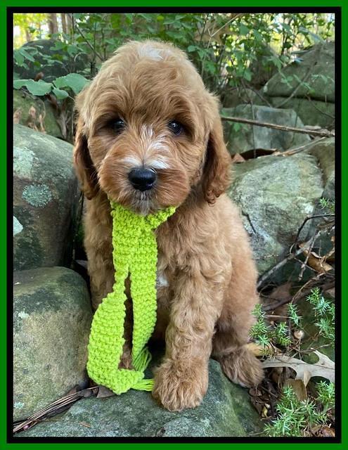 Ellie Mae Tucker pups 8 wks old 261