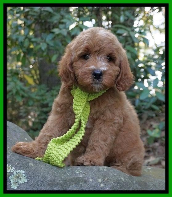 Ellie Mae Tucker pups 8 wks old 281