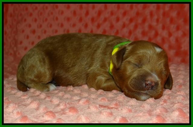 Ellie Tucker pups 1 wk old 141