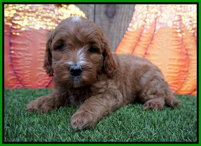 Elllie Tucker pups 6 wks old 221