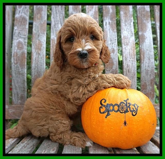 Elllie Tucker pups 7 wks old 161