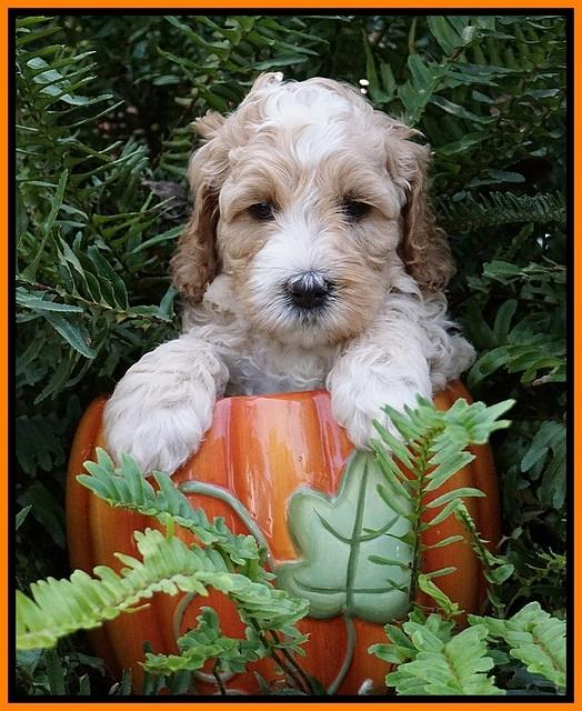 Ellie Mae Tucker pups 5 wks old 161