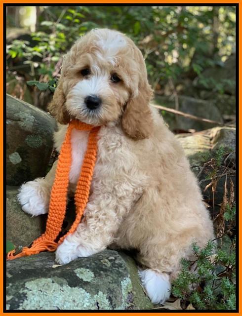 Ellie Mae Tucker pups 8 wks old 291