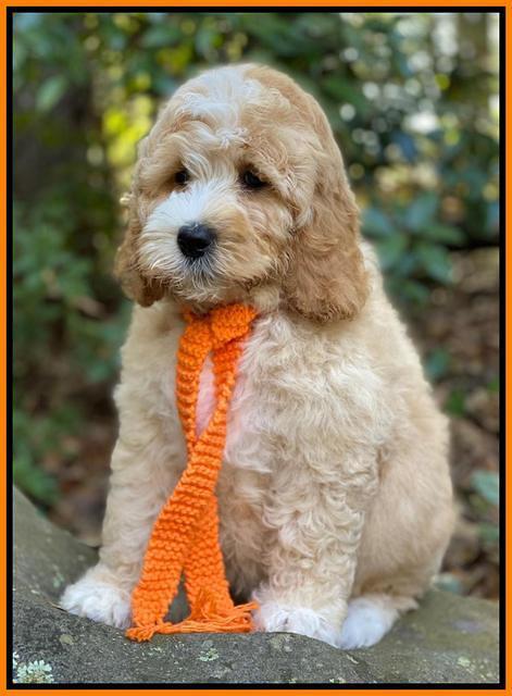 Ellie Mae Tucker pups 8 wks old 321