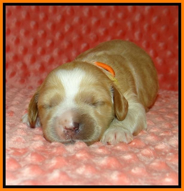 Ellie Tucker pups 1 wk old 161