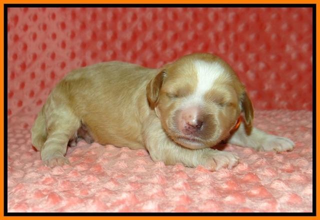 Ellie Tucker pups 1 wk old 171
