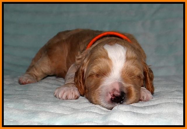Ellie Tucker pups 2 wk old 191