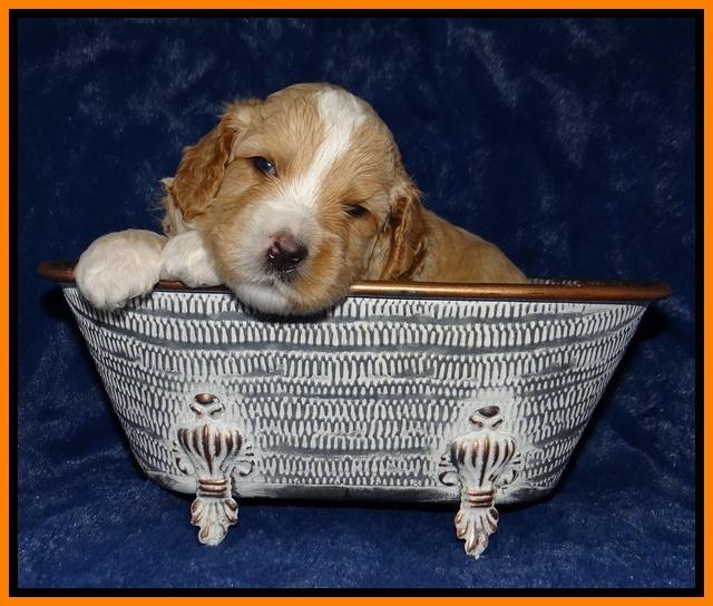 Ellie Tucker pups 3 wks old 171