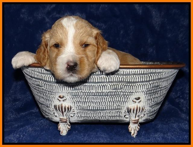Ellie Tucker pups 3 wks old 191