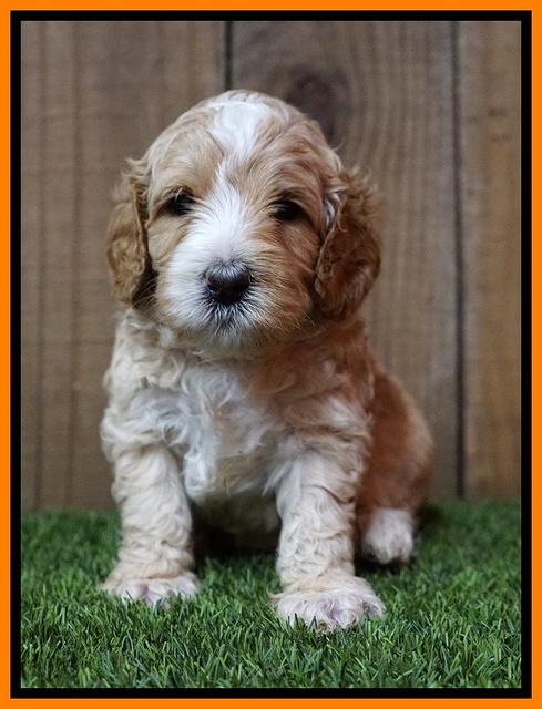 Ellie Tucker pups 4 wks old 25100