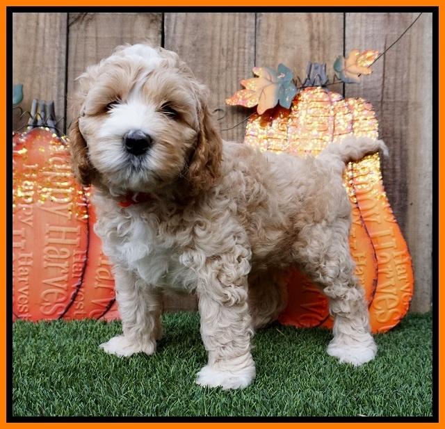 Elllie Tucker pups 6 wks old 241