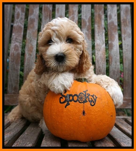 Elllie Tucker pups 7 wks old 181