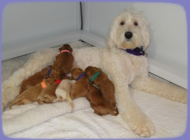 EB pups 1 wk old 36