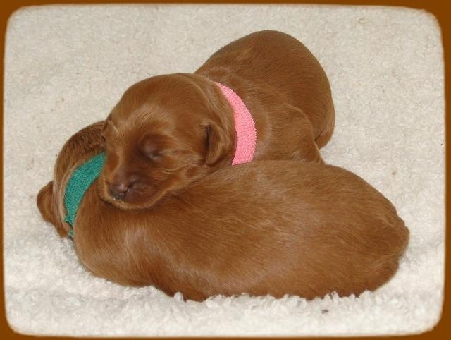 EB pups 1 wks old 15