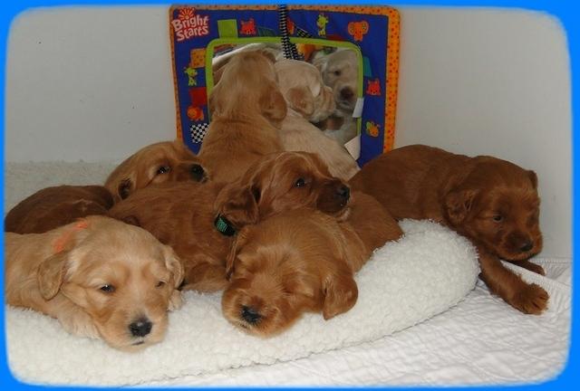 EB pups 3.5 wks old 4