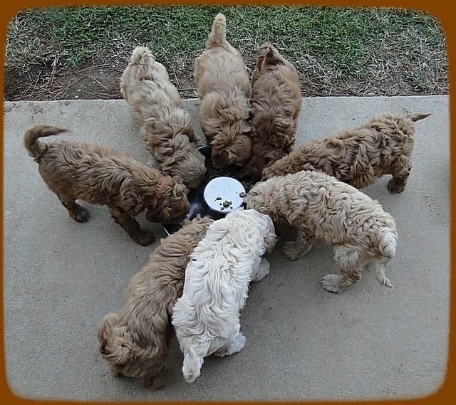 EB pups 7 wks group