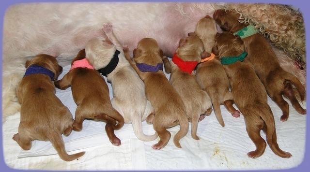 EB pups newborn 4