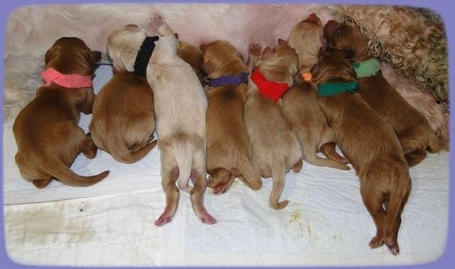 EB pups newborn 6