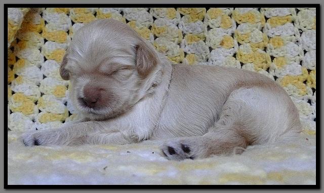 EB pups 2 wks old 30