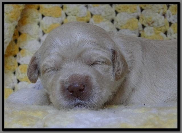 EB pups 2 wks old 31