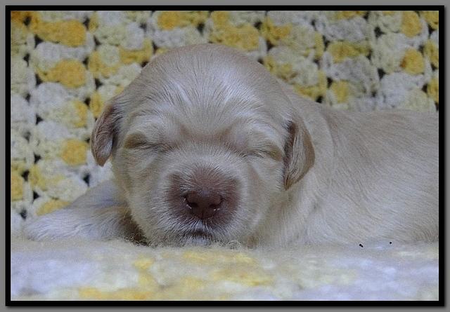 EB pups 2 wks old 32