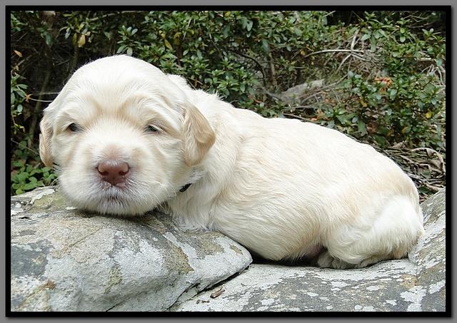 EB pups 3 wks old 20