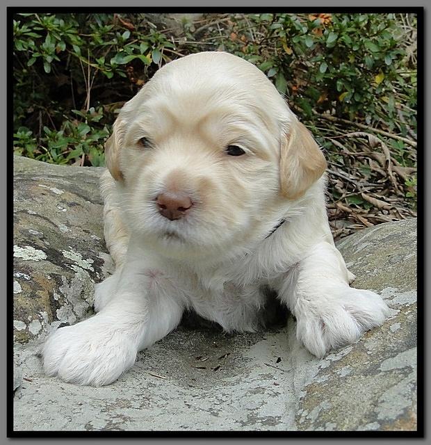 EB pups 3 wks old 22
