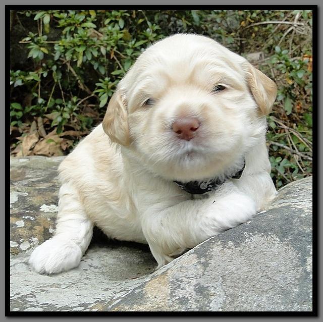 EB pups 3 wks old 23