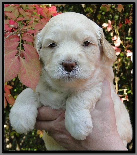 EB pups 4 wks old 36