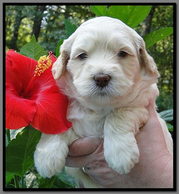 EB pups 4 wks old 39