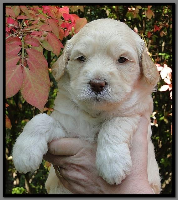 EB pups 4 wks old 40