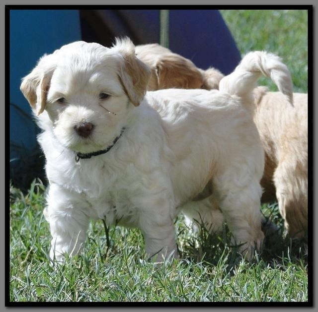 EB pups 5 wks old 15