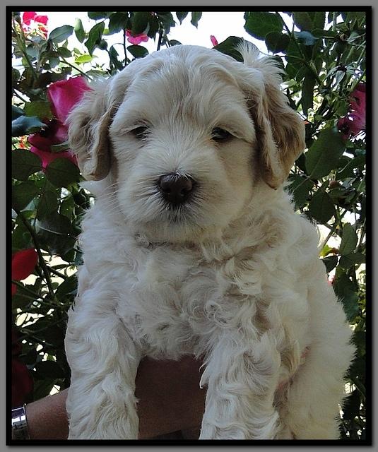 EB pups 6 wks old 22