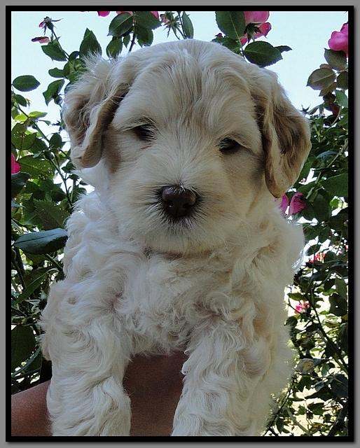 EB pups 6 wks old 23