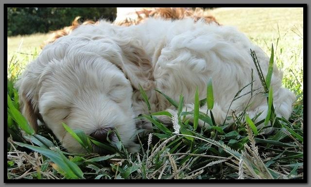 EB pups 6 wks old 47