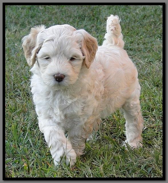 EB pups 6 wks old 55