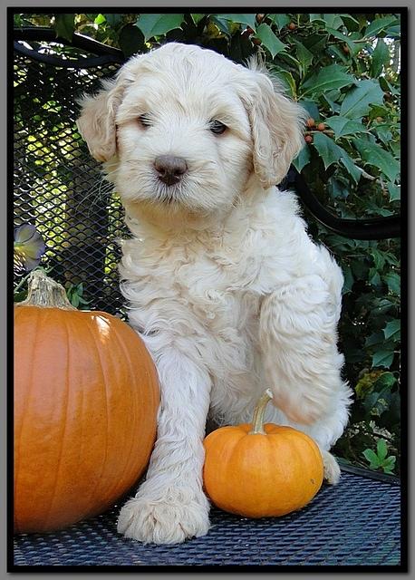 EB pups 7 wks old 21