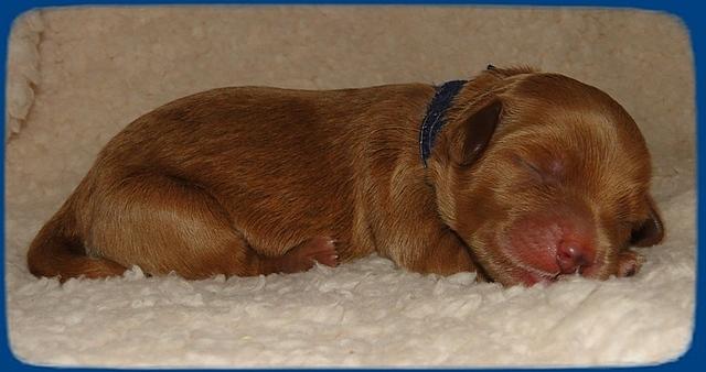 EB pups 2 days old 1