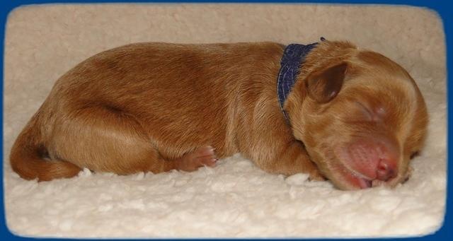 EB pups 2 days old 2