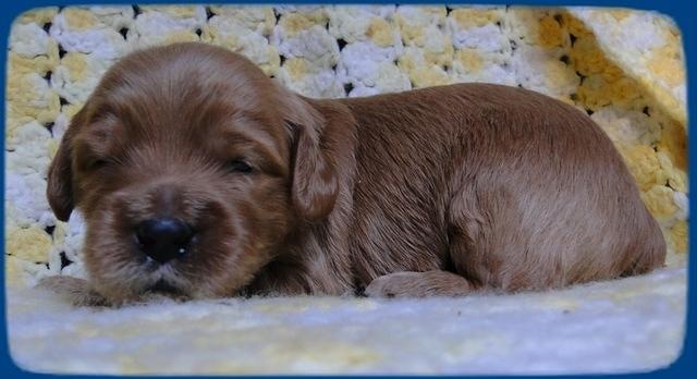 EB pups 2 wks old 1