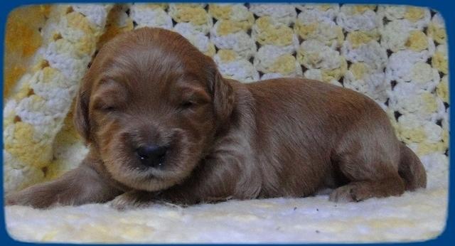 EB pups 2 wks old 26